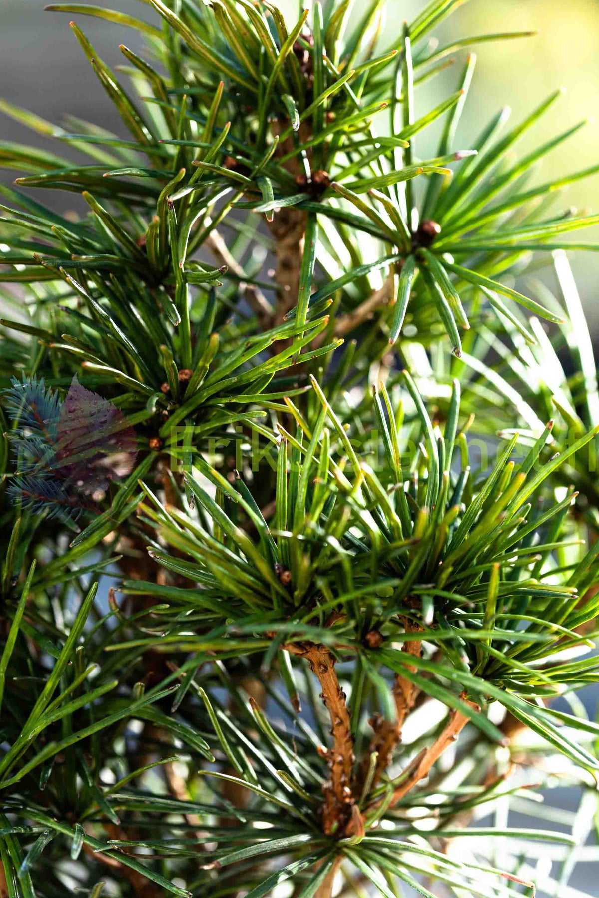 Sciadopitys verticillata - Varjostinkuusi