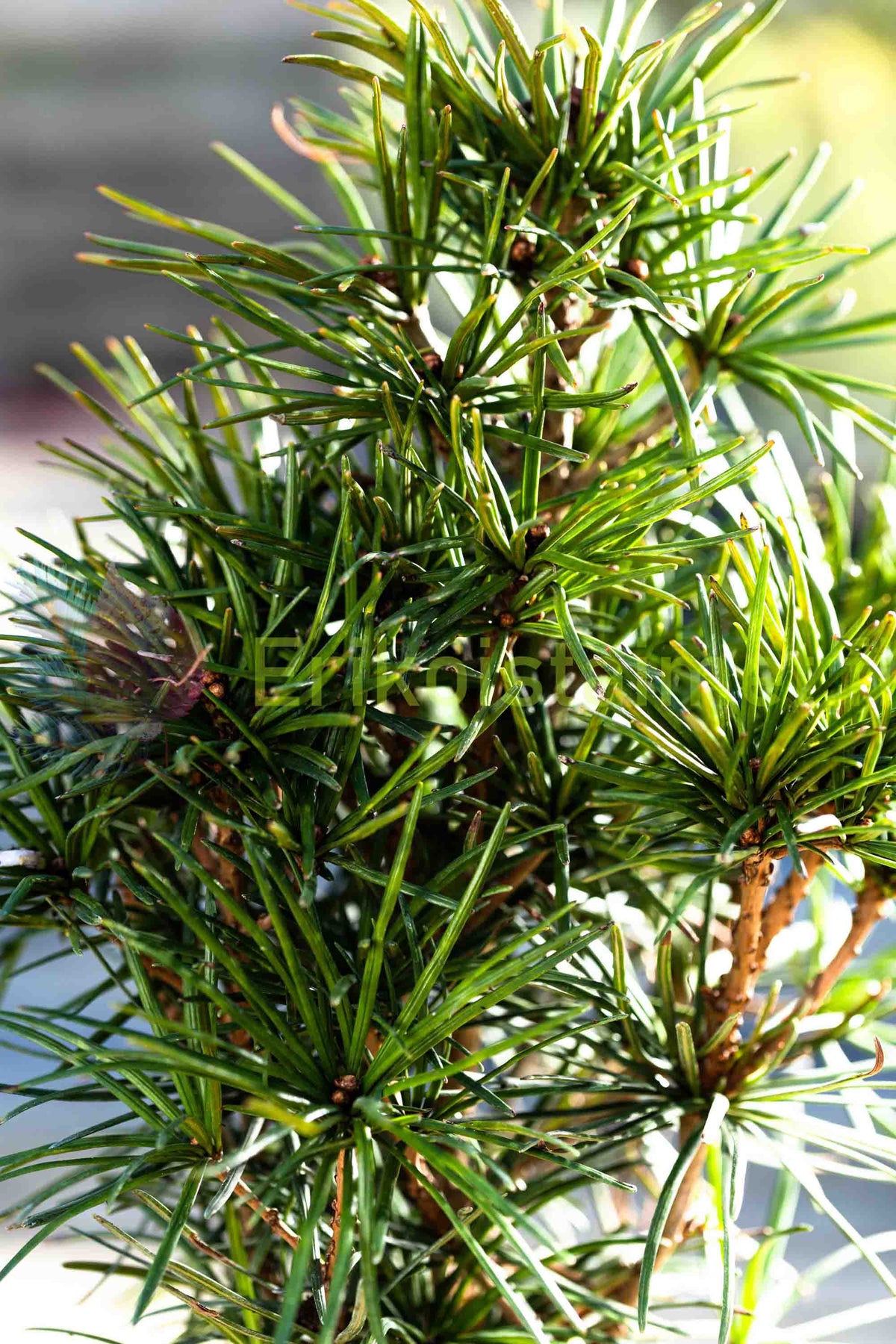Sciadopitys verticillata - Varjostinkuusi