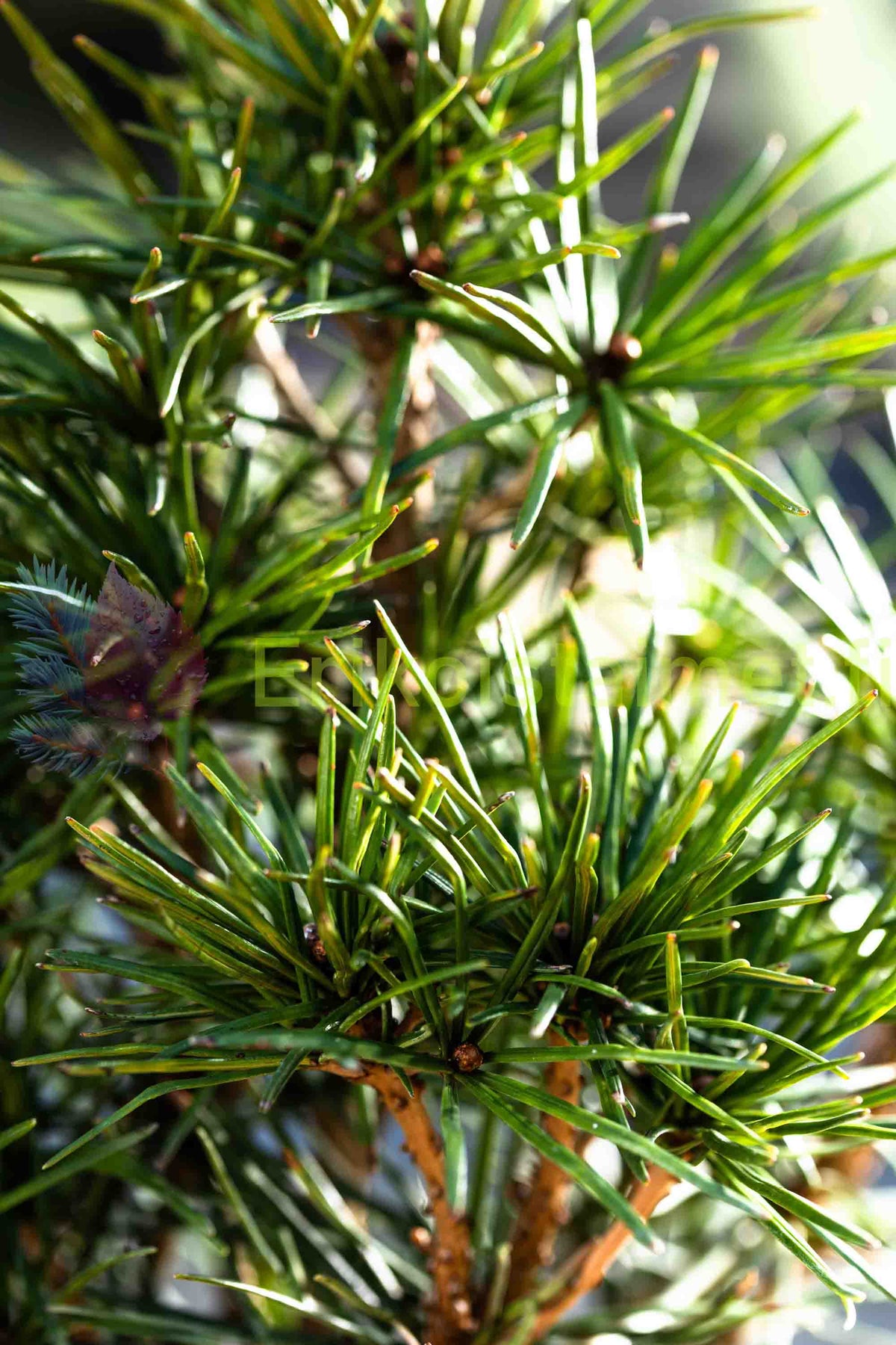 Sciadopitys verticillata - Varjostinkuusi