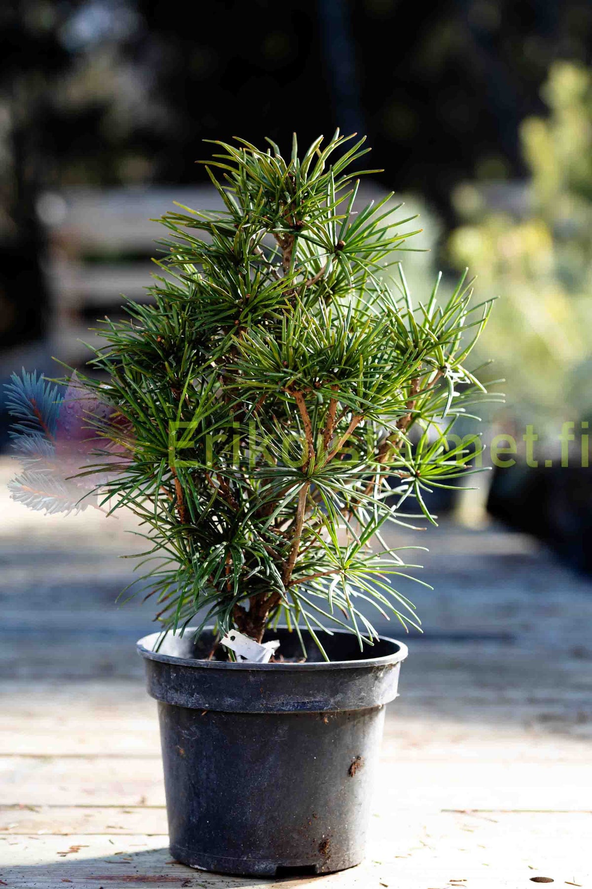 Sciadopitys verticillata - Varjostinkuusi