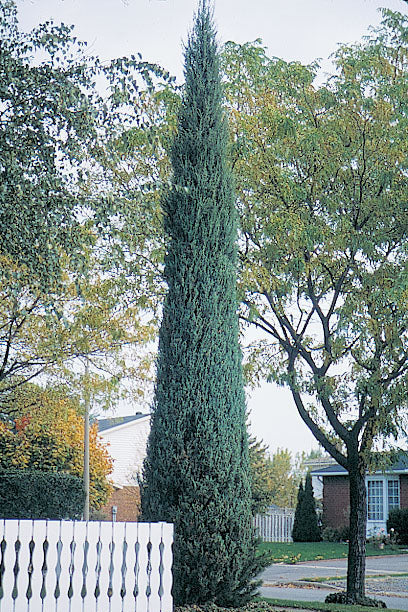 Juniperus Virginiana 'Skyrocket' - Kynäkataja