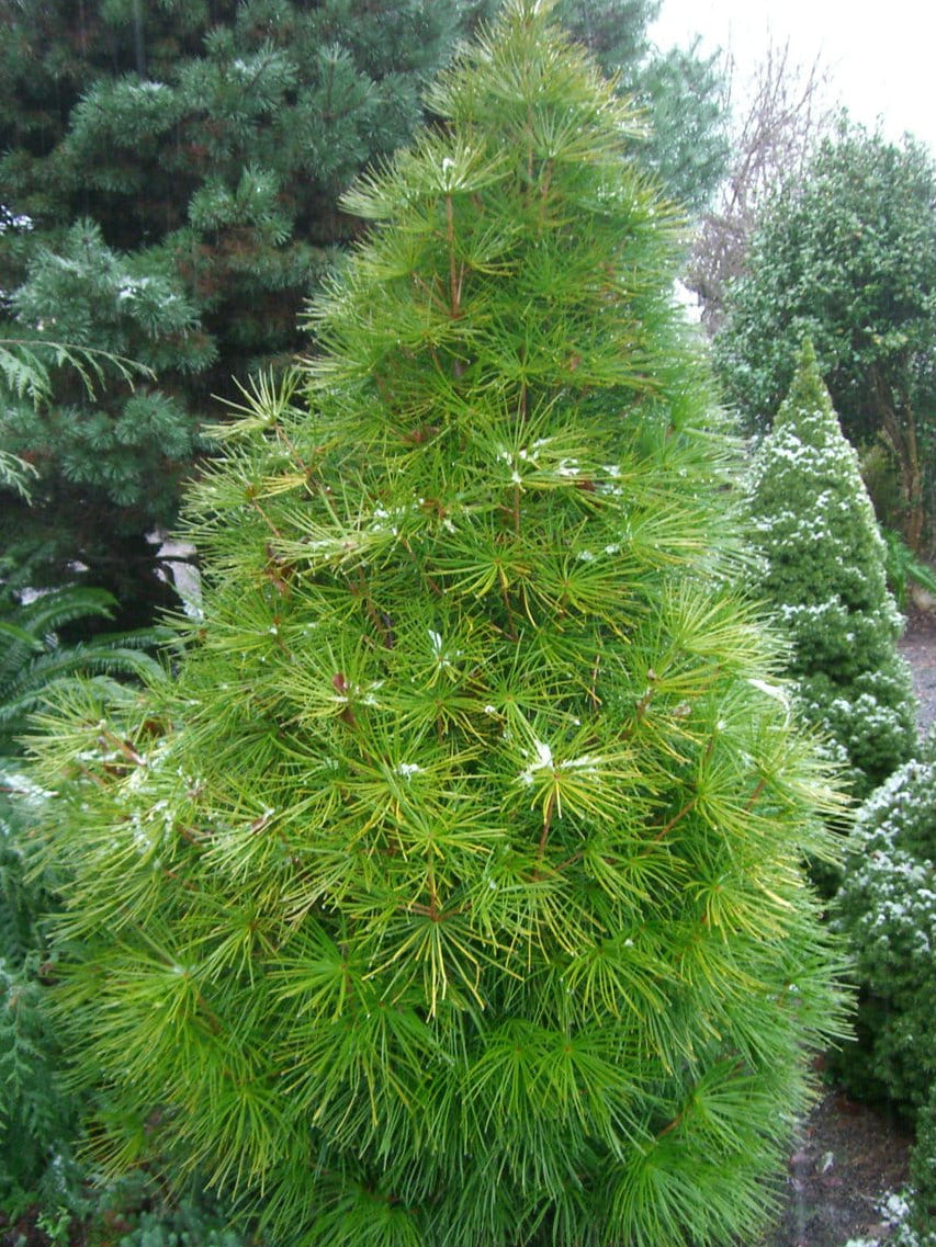 Sciadopitys verticillata - Varjostinkuusi