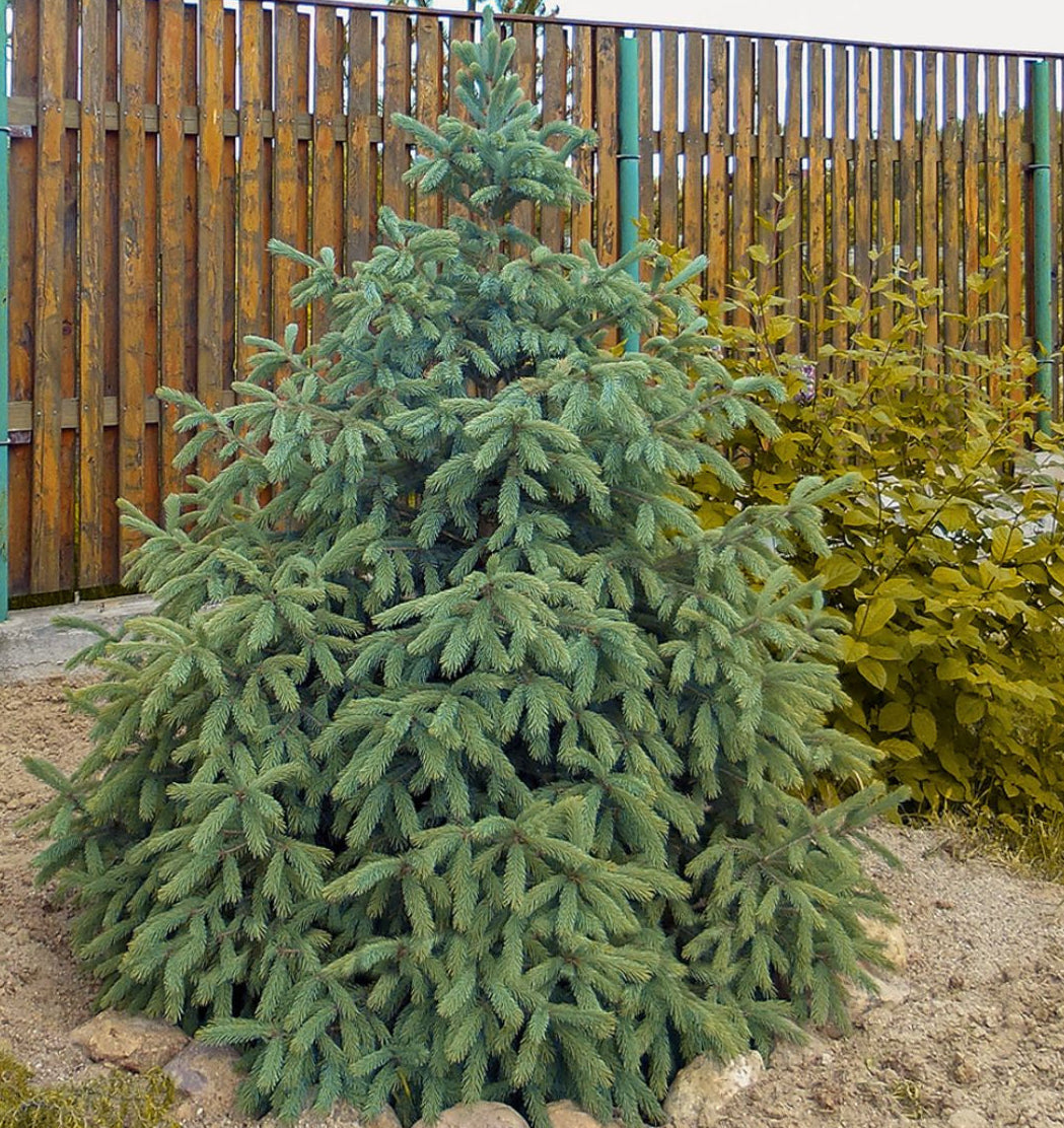 Picea engelmannii - Engelmanninkuusi
