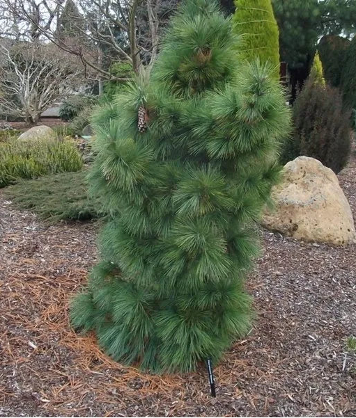 Pinus Schwerinii 'Wiethorst' - Kääpiö hybridimänty