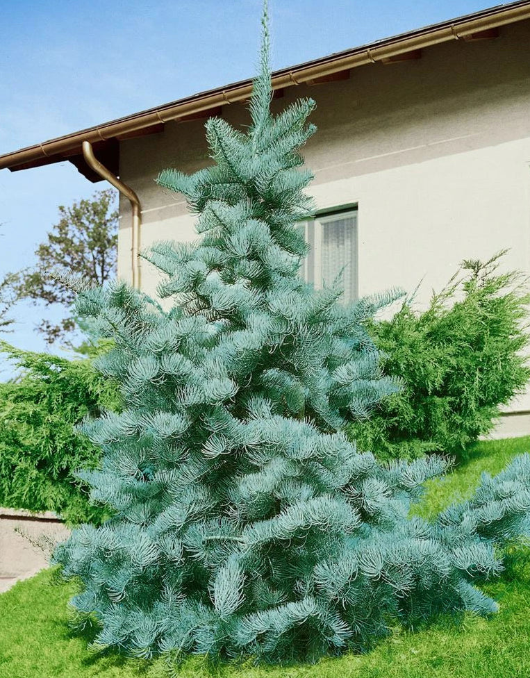 Abies concolor - Harmaapihta
