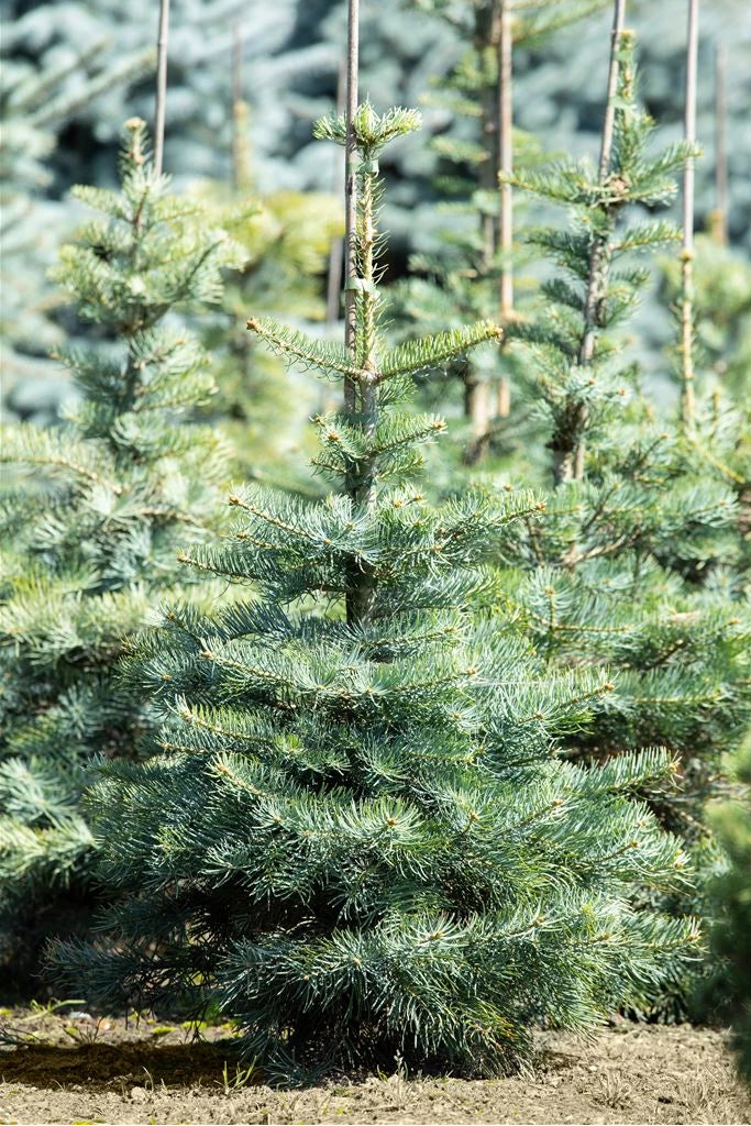 Abies concolor - Harmaapihta