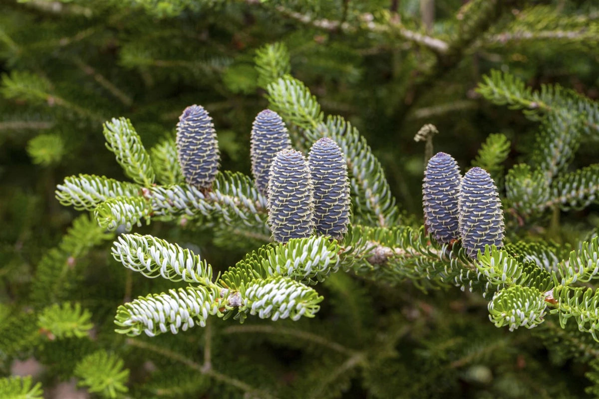 Abies koreana 'Silberlocke' - Kääpiökoreanpihta