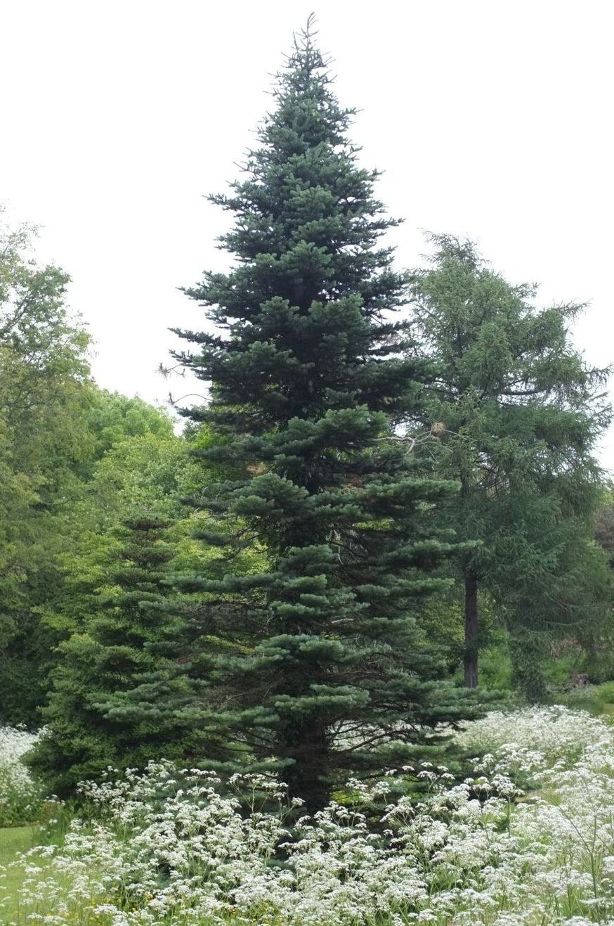 Abies lasiocarpa - Lännenpihta
