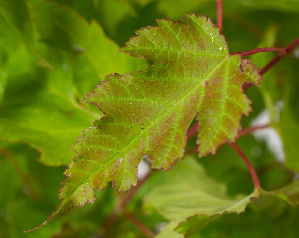 Acer tataricum 'Ginnala Fire' - Tataarivaahtera, pikkuvaahtera
