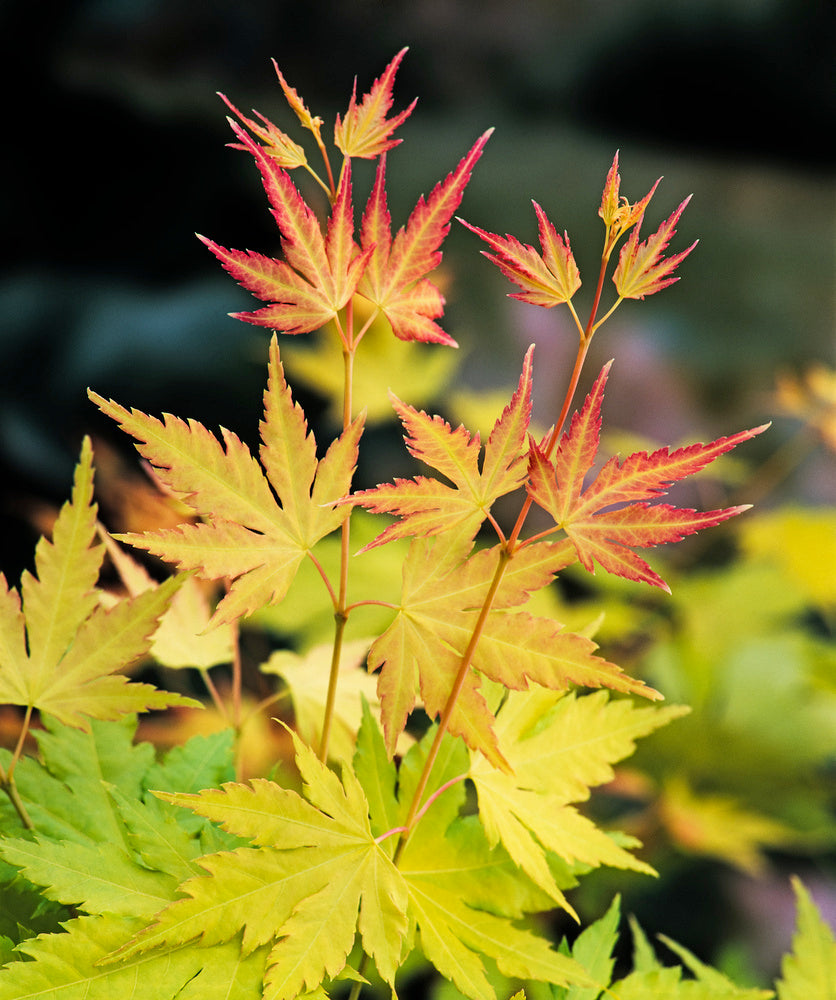 Acer palmatum "Orange Dream" - Japaninvaahtera