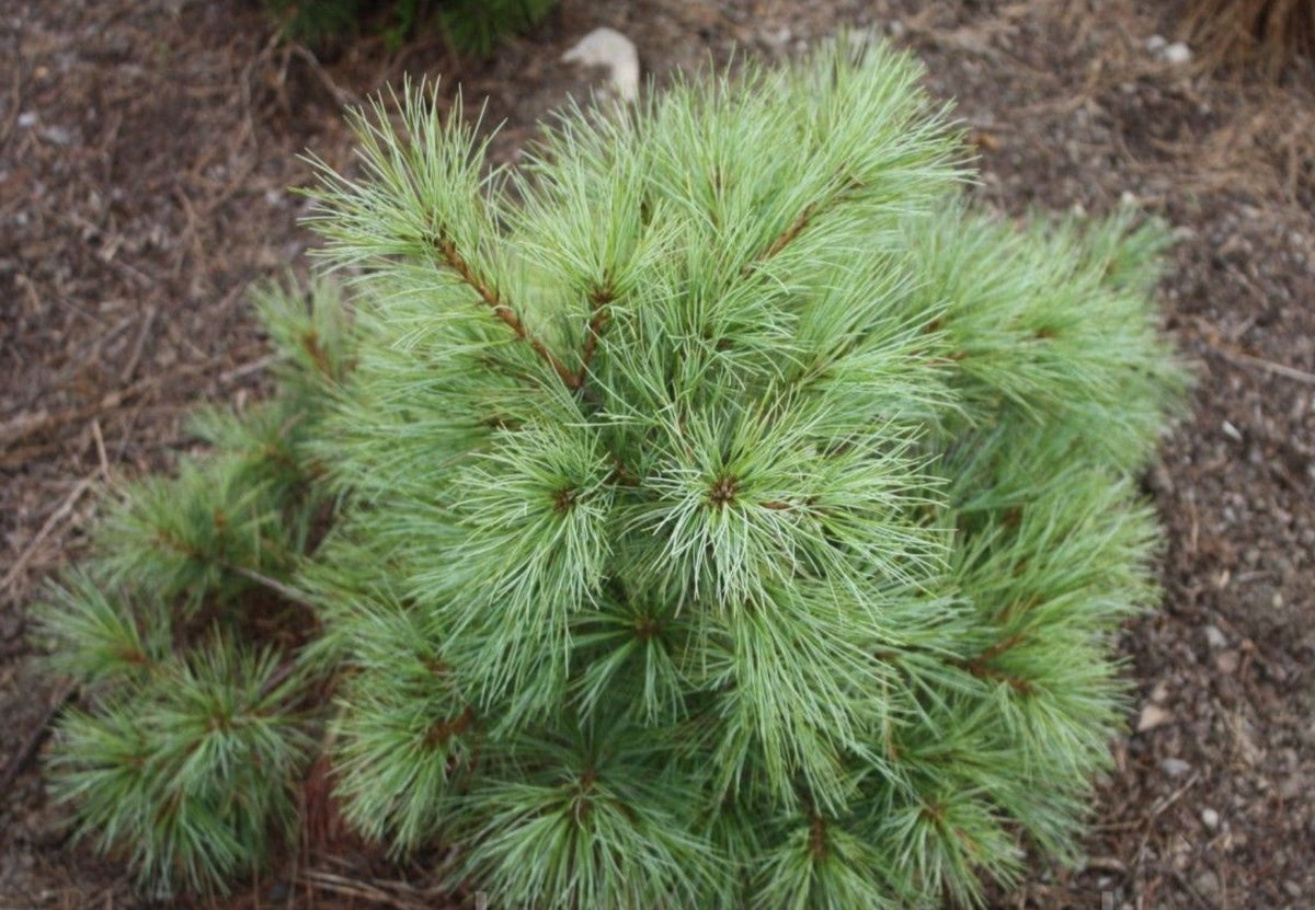 Pinus strobus "Blue Shag" - Strobus pine 