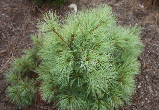 Pinus strobus 'Blue Shag' - Strobusmänty