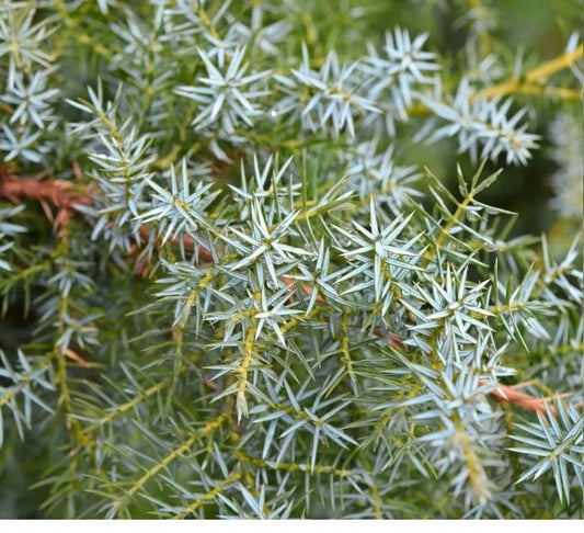 Juniperus Chinensis 'Blue Alps' - Kiinankataja