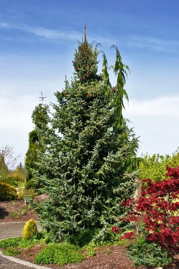 Picea Omorika 'Bruns' - Serbiagran