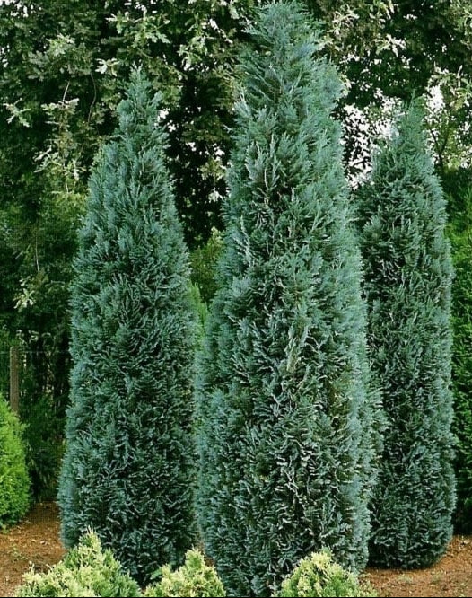 Chamaecyparis lawsoniana 'Columnaris' - Lawsoninsypressi / Valesypressi