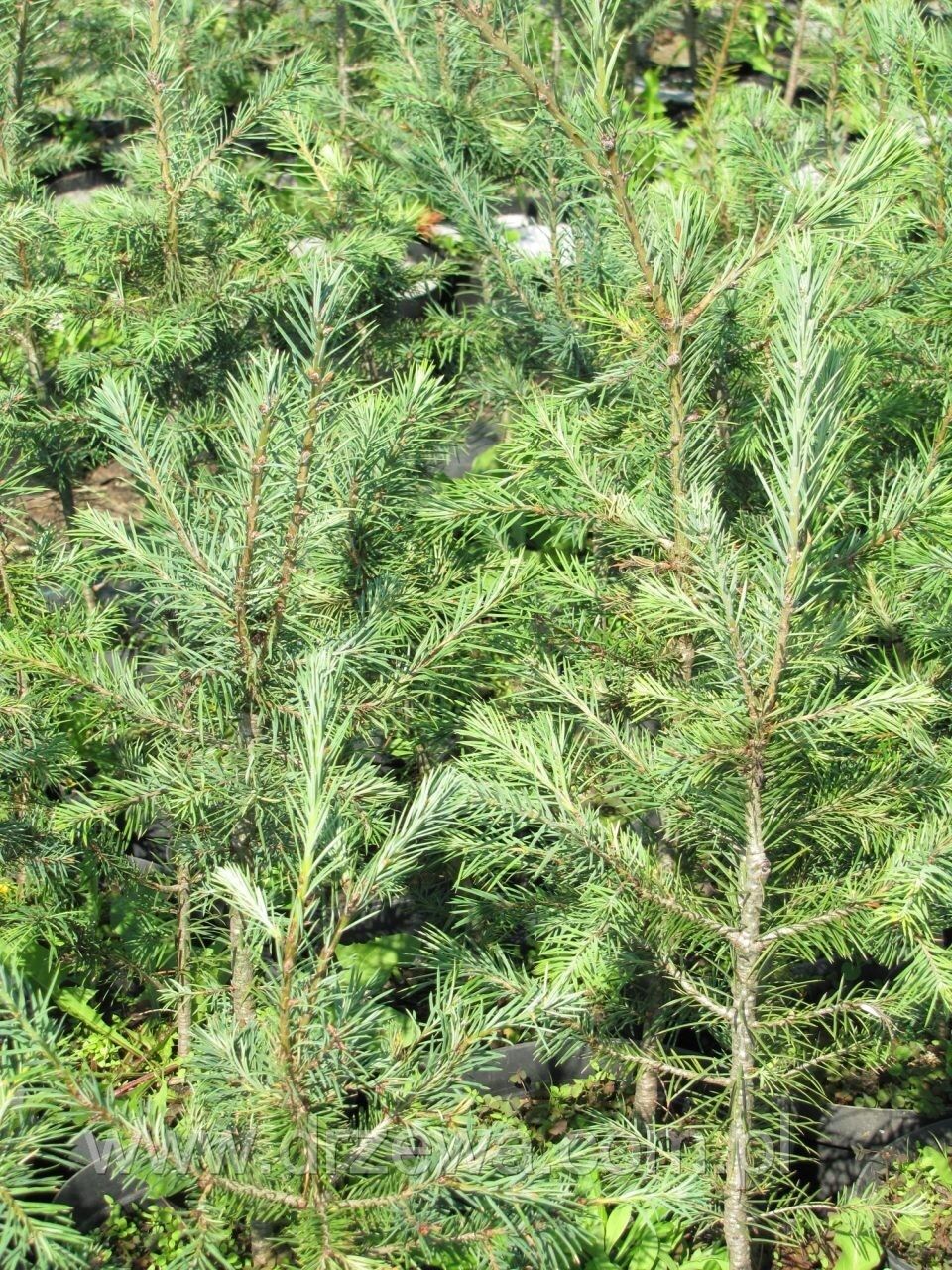 Pseudotsuga menziesii 'Glauca' - Harmaadouglaskuusi