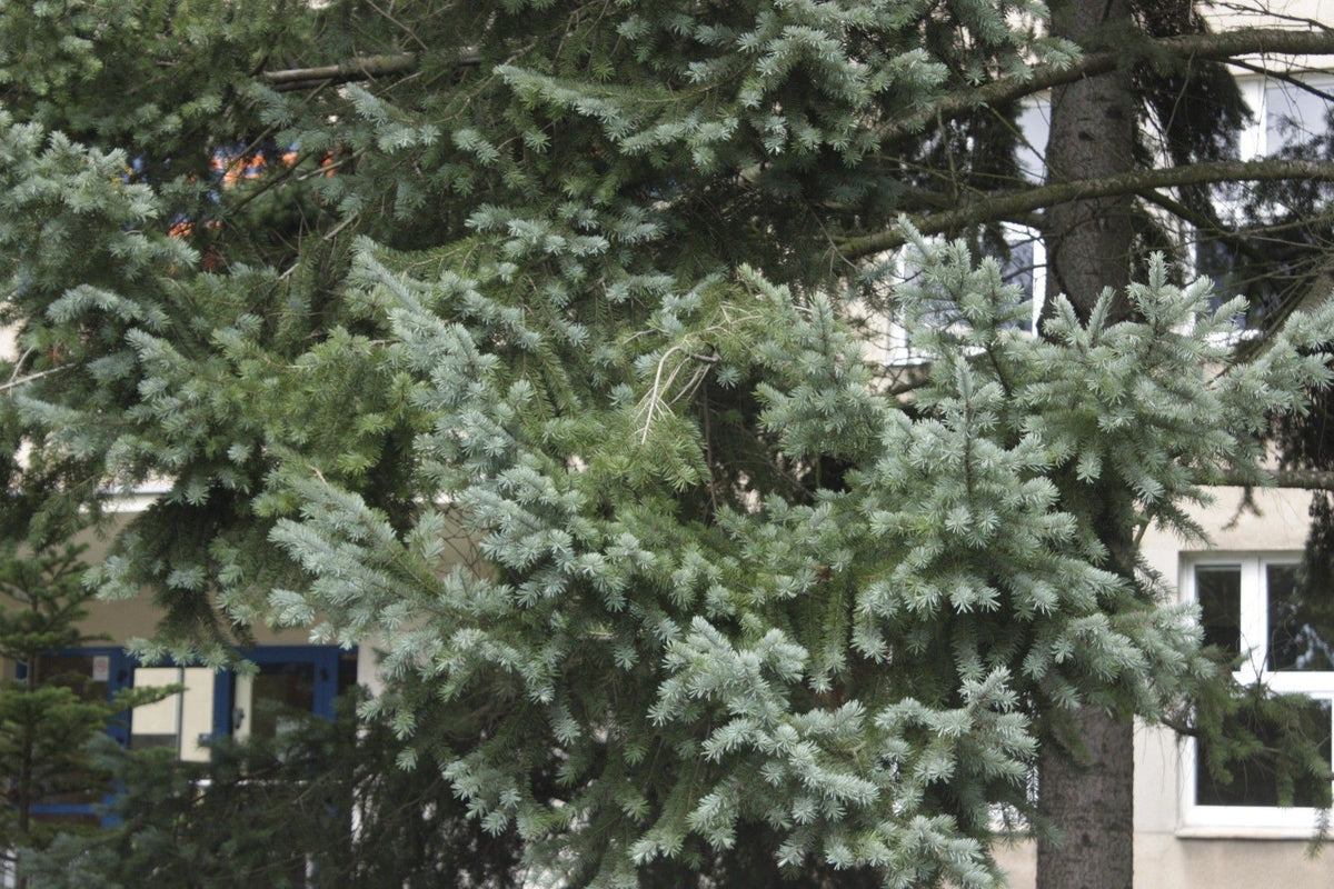 Pseudotsuga menziesii 'Glauca' - Harmaadouglaskuusi