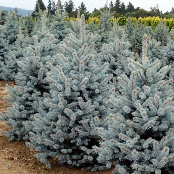Picea pungens 'Blue Mountain' - Sinikuusi