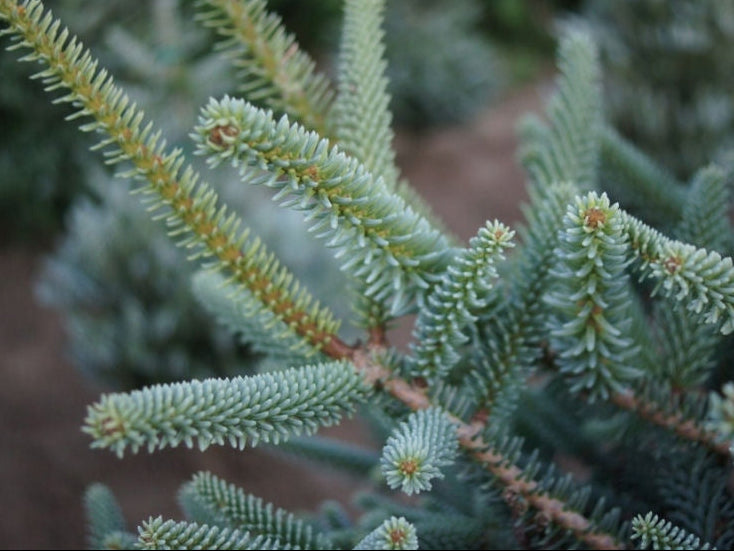 Abies pinsapo 'Glauca' - Espanjanpihta