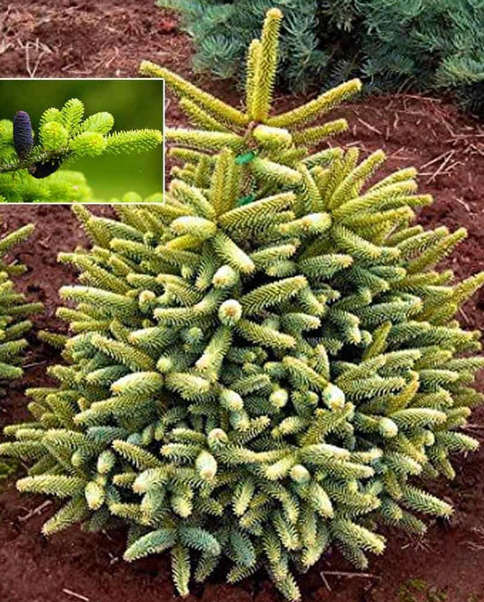 Abies pinsapo 'Aurea' - Espanjanpihta