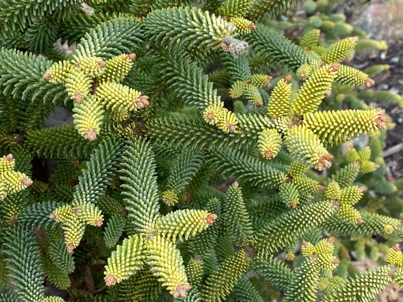 Abies pinsapo 'Aurea' - Espanjanpihta
