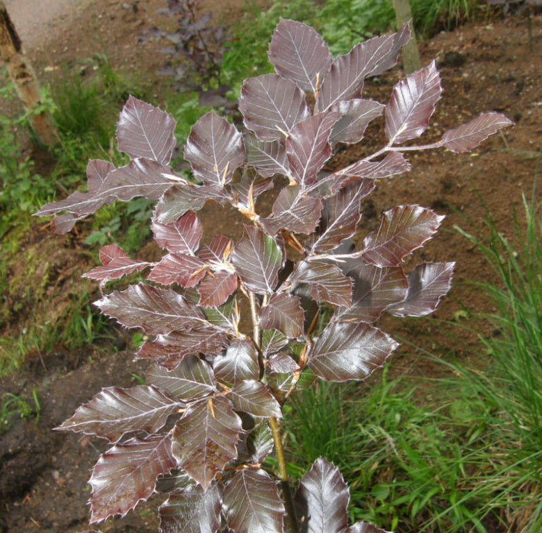 Fagus sylvatica 'Atropurpurea' - Blodbok