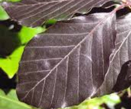 Fagus sylvatica 'Atropurpurea' - Blodbok