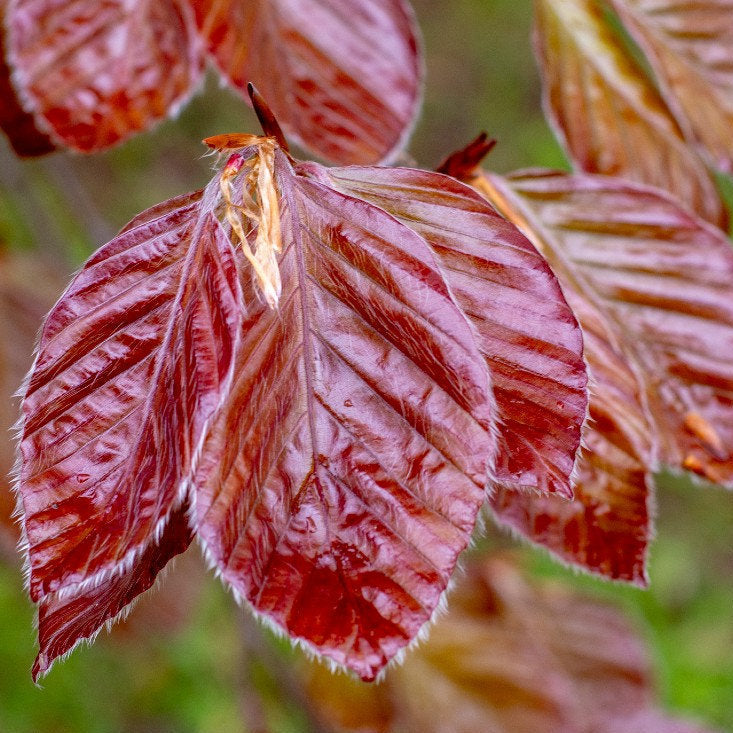 Fagus sylvatica 'Atropurpurea' - Blodbok