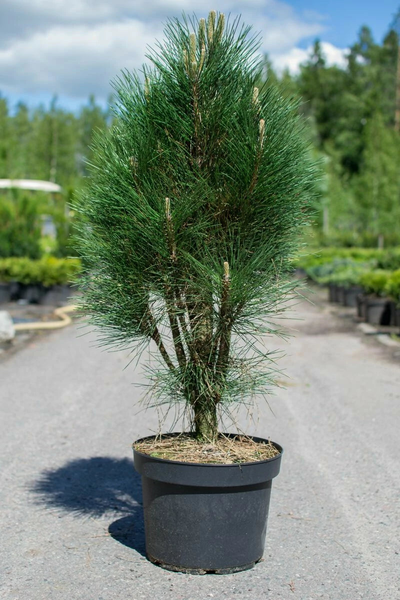 Pinus nigra ’Green Tower’ - Pilarimustamänty