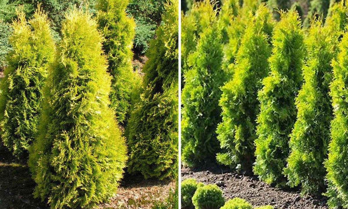 Thuja occidentalis 'Jantar' - Kanadantuija