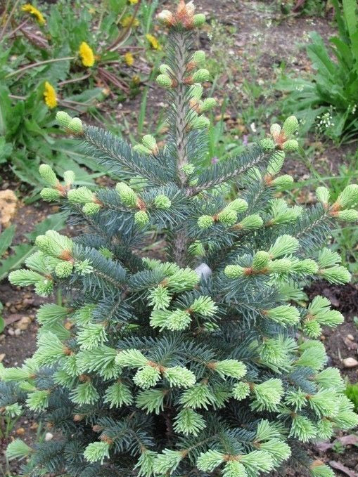 Abies lasiocarpa 'Compacta' - Kääpiölännenpihta