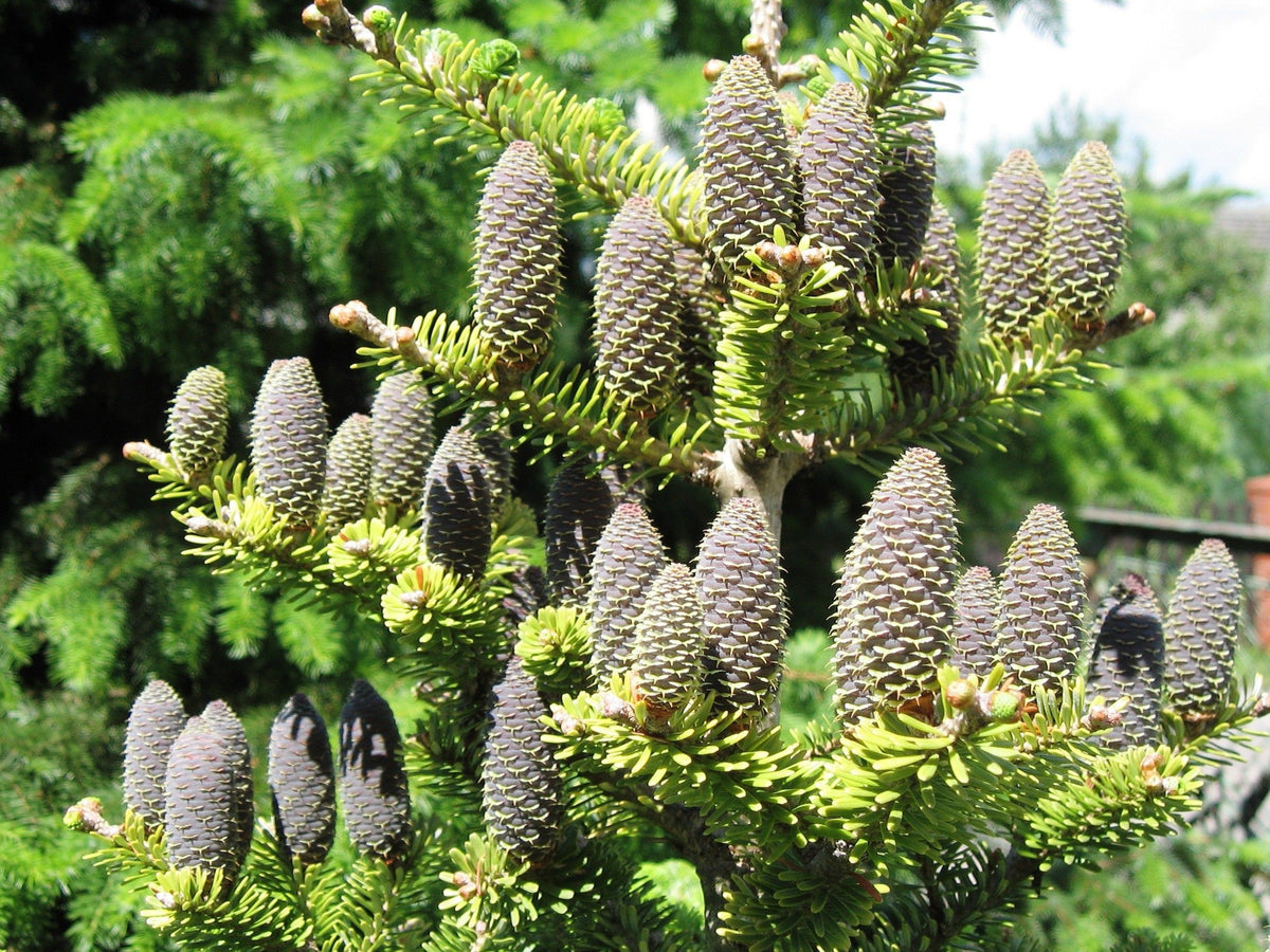Abies koreana - Koreanpihta