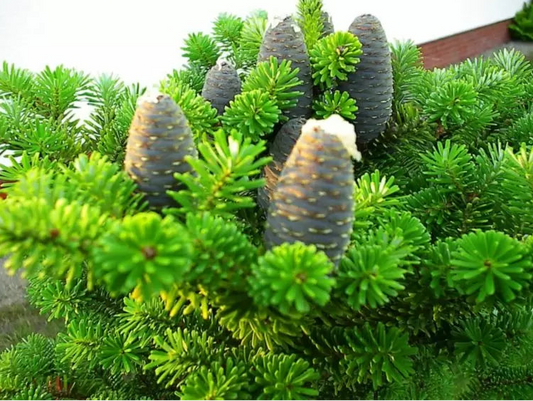 Abies koreana - Koreanpihta