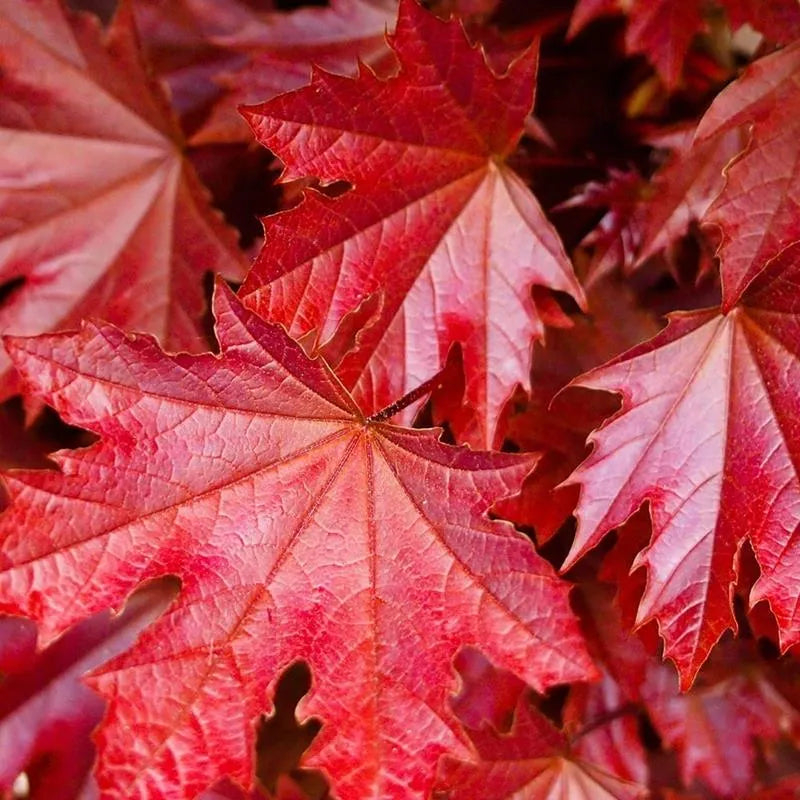 Acer platanoides 'Crimson Sentry' - Pilari- Hurmevaahtera / Verivaahtera