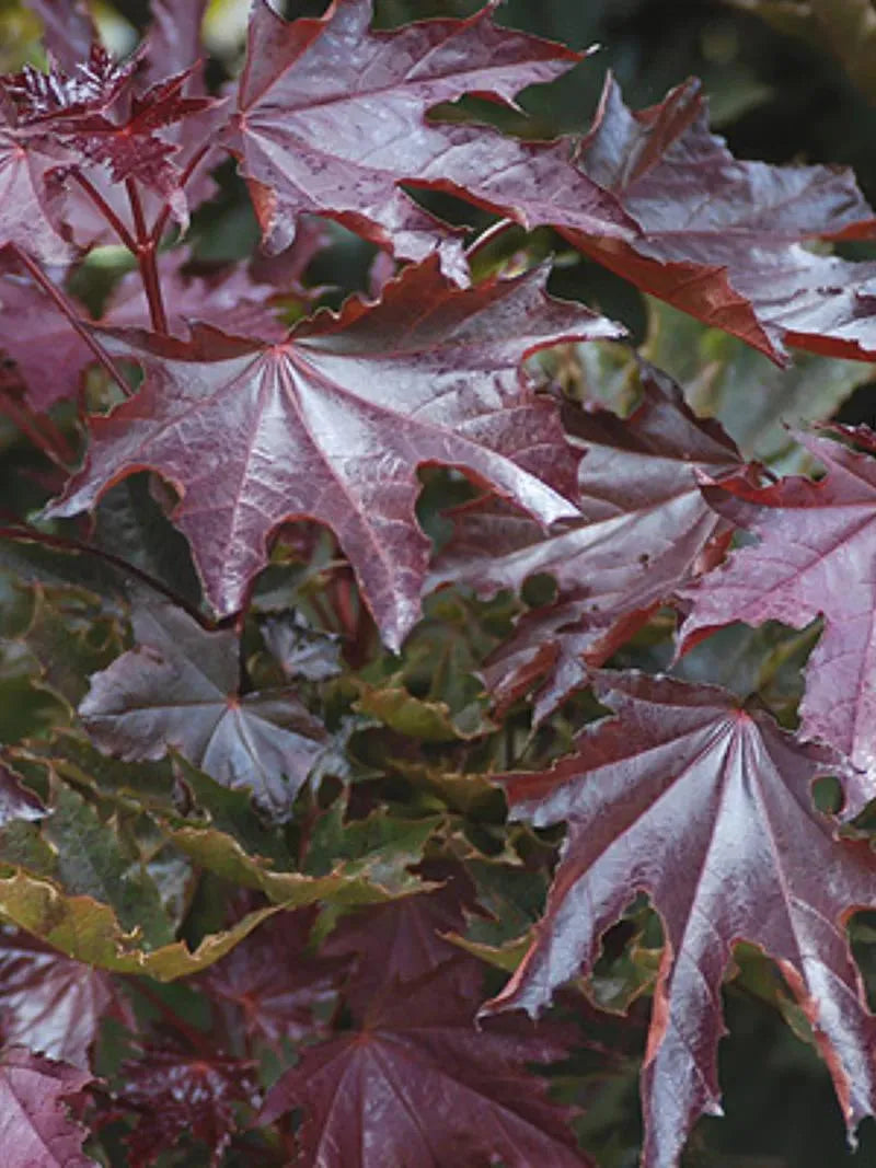 Acer platanoides 'Crimson Sentry' - Pilari- Hurmevaahtera / Verivaahtera
