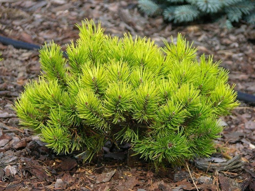 Pinus mugo 'Wintergold' - Kääpiökultavuorimänty