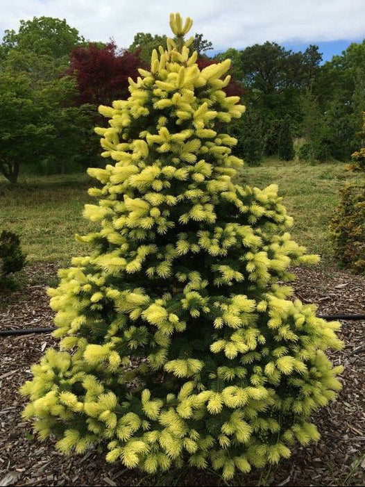 Picea Pungens 'Maigold' - Octopus/Blue Spruce (yellow) 