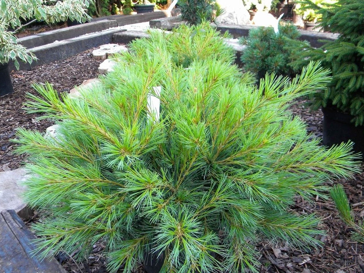 Pinus strobus "Minima" - Dwarf strobus pine 