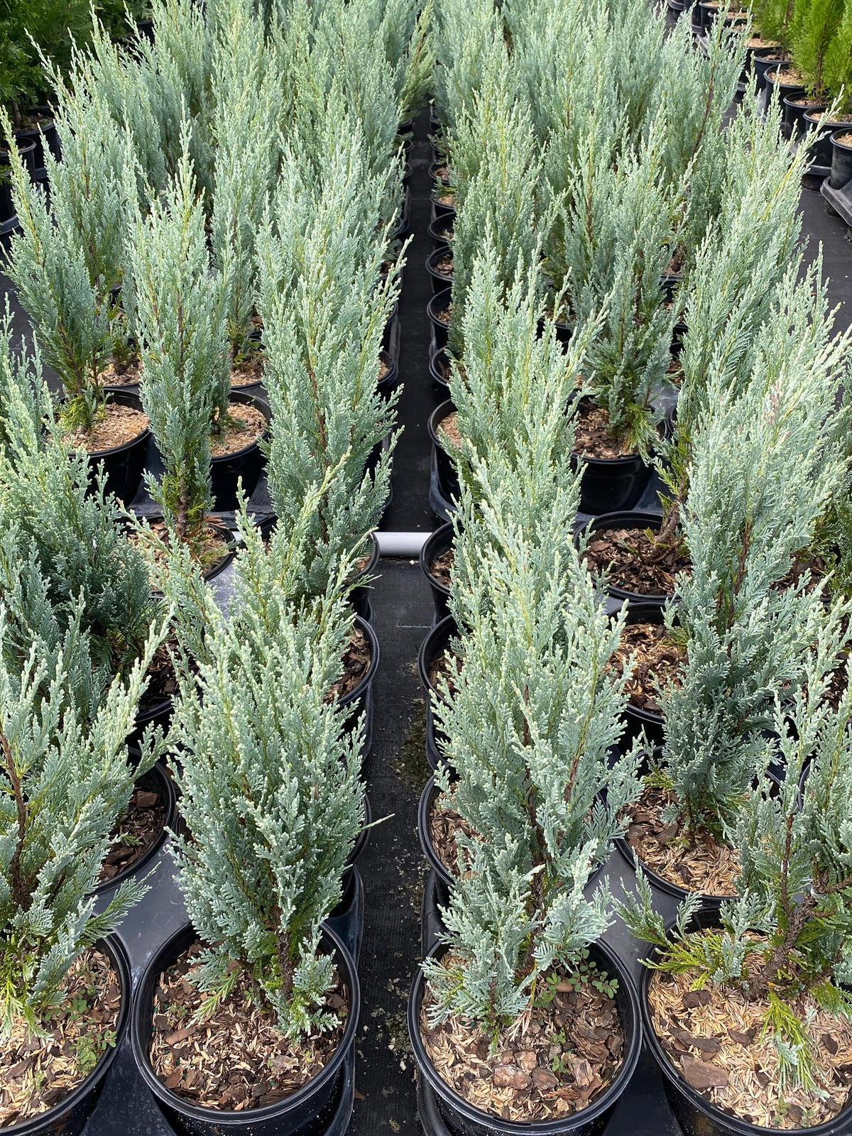 Juniperus Scopulorum 'Moonglow' - Kalliovuortenkataja