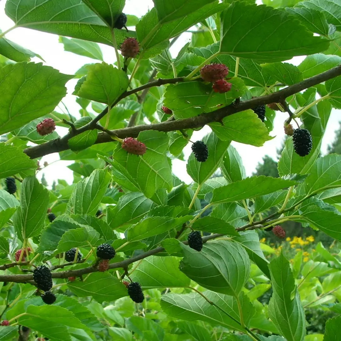Morus nigra - Mustamulperi