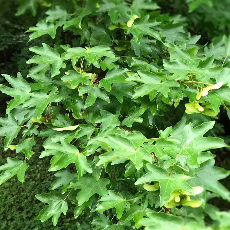 Acer campestre - Niverävaahtera