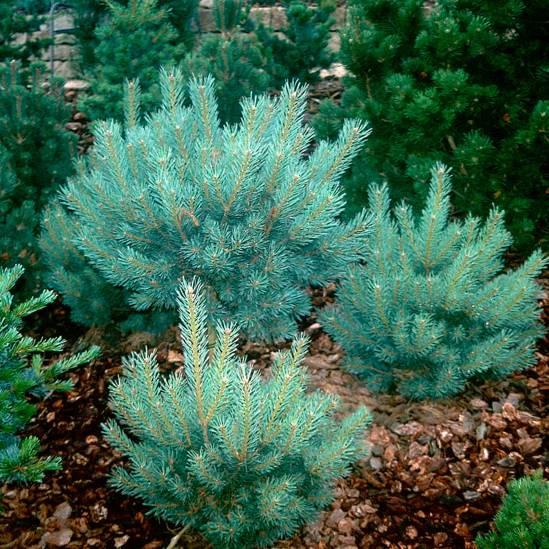 Pinus Sylvestris 'Watereri' - Kääpiömänty