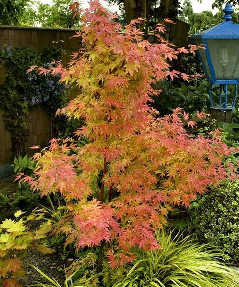 Acer palmatum "Orange Dream" - Japaninvaahtera