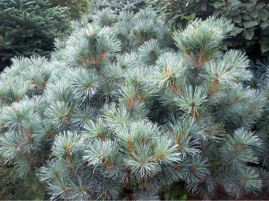 Pinus pumila 'Glauca' - Pensassembra