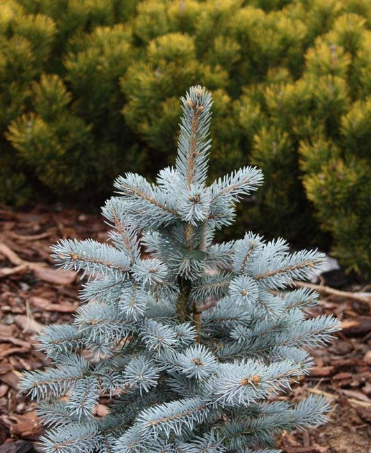 Picea Pungens 'Spek' - Sinikuusi/Okakuusi