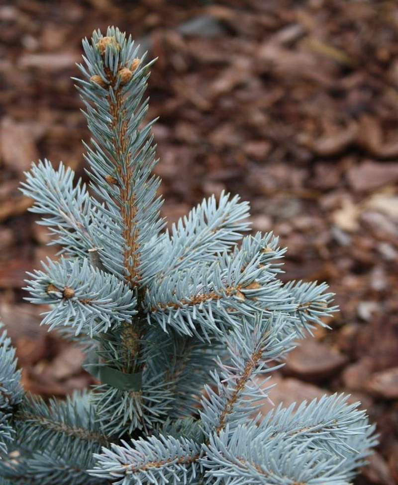 Picea Pungens 'Spek' - Blågran/Stickgran