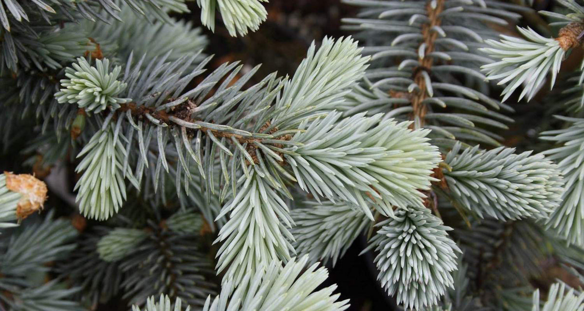 Picea Pungens 'Spek' - Blågran/Stickgran