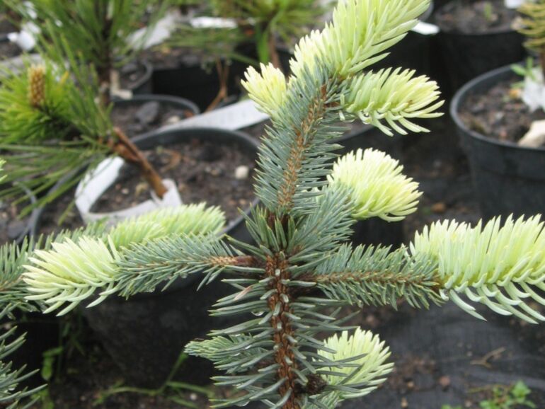 Picea Pungens 'Spek' - Blågran/Stickgran