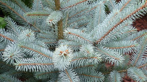 Picea pungens 'Erich Frahm' - Sinikuusi