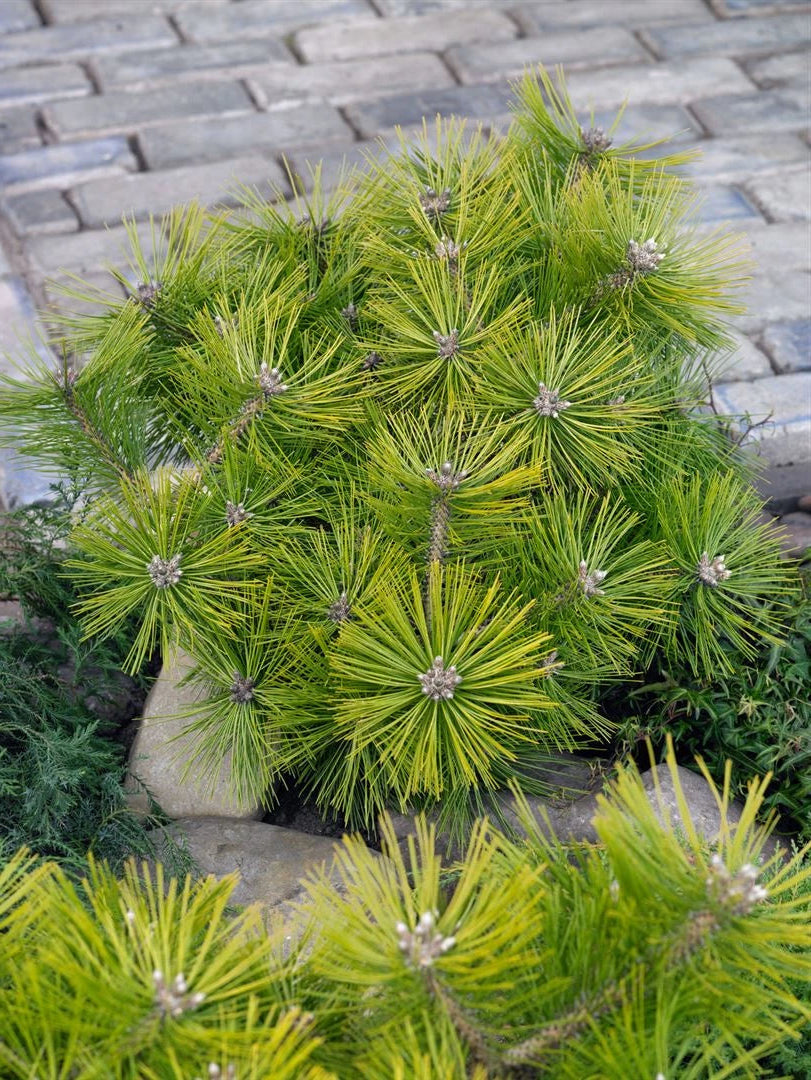Pinus Densiflora 'Jane Kluis' - Kääpiöjapaninpunamänty